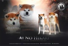 Japonsk Akita Inu tata