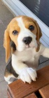 BEAGLE PRO P�IJET�