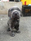 Prodm tata italskho Cane Corso