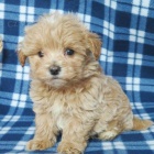 Prodm tata Maltipoo.