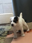 Prodm tata jack russell terira.