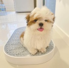 Prodm tata SHIH TZU