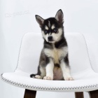 Prodm tata ALASKAN KLEE KAI