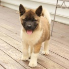 Prodm tata japonsk Akita Inu