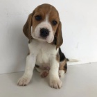 TATA BEAGLE