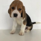 �T��ATA BEAGLE