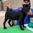 Prodm tata italskho Cane Corso