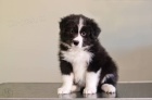 Border kolie - �t��ata s PP/ FCI