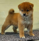 TATA MINI SHIBA INU