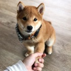 Prodm tata shiba inu