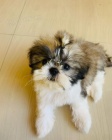 Prodm tata SHIH TZU