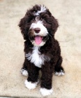 Springerdoodle tata k adopci