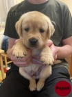 Labradorsk� retriever - �lut� �t���tka s PP