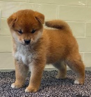 Mini Shiba inu tata