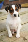 Prodm tata jack russell terira.