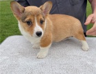 Prodm tata pembroke welsh corgi.