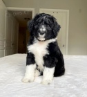 tata Aussiedoodle na prodej.