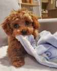 Cavapoo