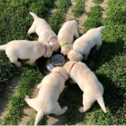 labradorsk� retr�vr