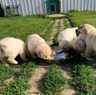 labradorsk� retr�vr