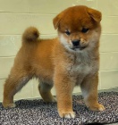 TATA SHIBA INU