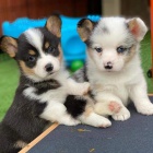 kr�sn� a and�lsk� �t��ata Pembroke Welsh Corgi na prodej.