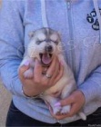 Sibi�sk� husky �t��ata