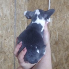 Modr� francouzsk� buldo�ek