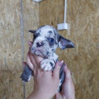 Modr� francouzsk� buldo�ek