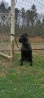 Cane Corso �ensk�