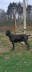 Cane Corso �ensk�