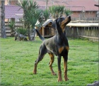 DOBERMAN tata na prodej