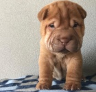 Prod�m zdrav� �t��ata o�kovan� shar-pei.