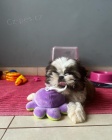 Prodm tata SHIH TZU