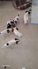 Prod�m �t��ata Jack Russel Terier