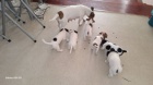Prod�m �t��ata Jack Russel Terier