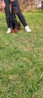 DOBERMAN �t��ata na prodej