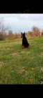 DOBERMAN �t��ata na prodej