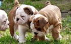 Angli�t� buldoci na prodej hledaj� v��n� domov a miluj�c� rodinu