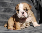 Angli�t� buldoci na prodej hledaj� v��n� domov a miluj�c� rodinu