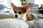 Prod�m �t��ata welsh pembroke corgi