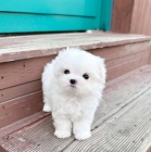 Malt�zsk� �t��ata k adopci