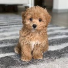 Maltipoo tata tata na prodej