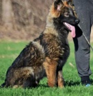 N�meck� ov��k pracovn� psi