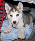Sibi��t� husky �t��ata sPP