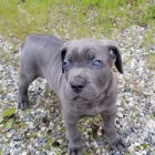 Prodm tata italskho Cane Corso