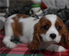 Predm teniatka Cavalier King Charles Spaniel