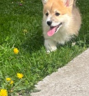 Pembroke Welsh Corgi tata