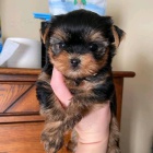 Prodm tata YORKIE MINI