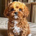 Prodm mini tata Cavapoo.